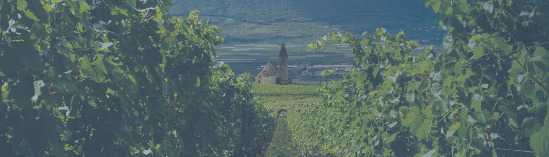 Weine - Vinorama on Tour: Unsere neuen Weingüter 06/2022 - Slider